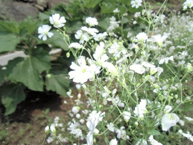 さくらコンフォートくれ かすみ草